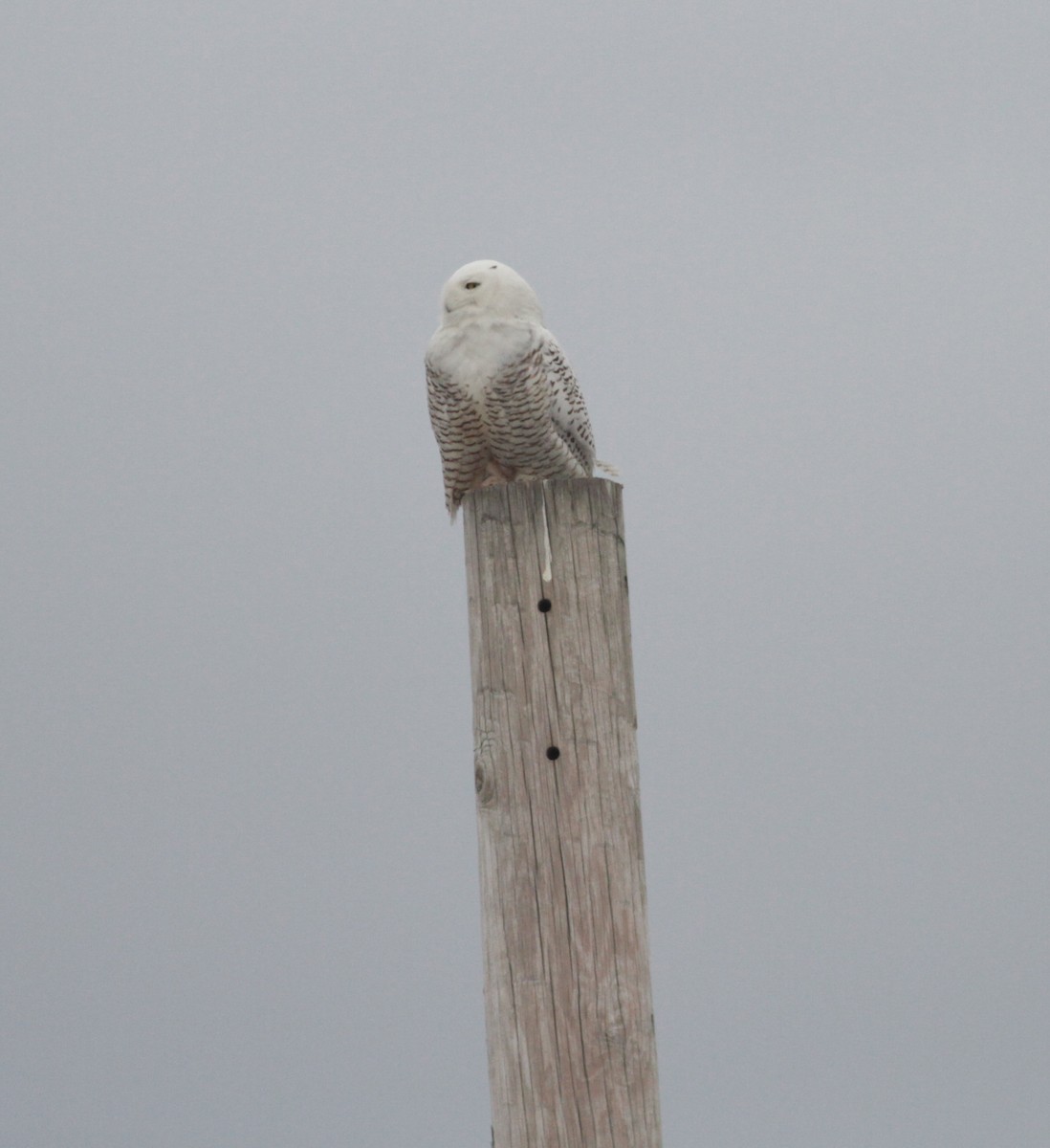 Snowy Owl - ML85081661