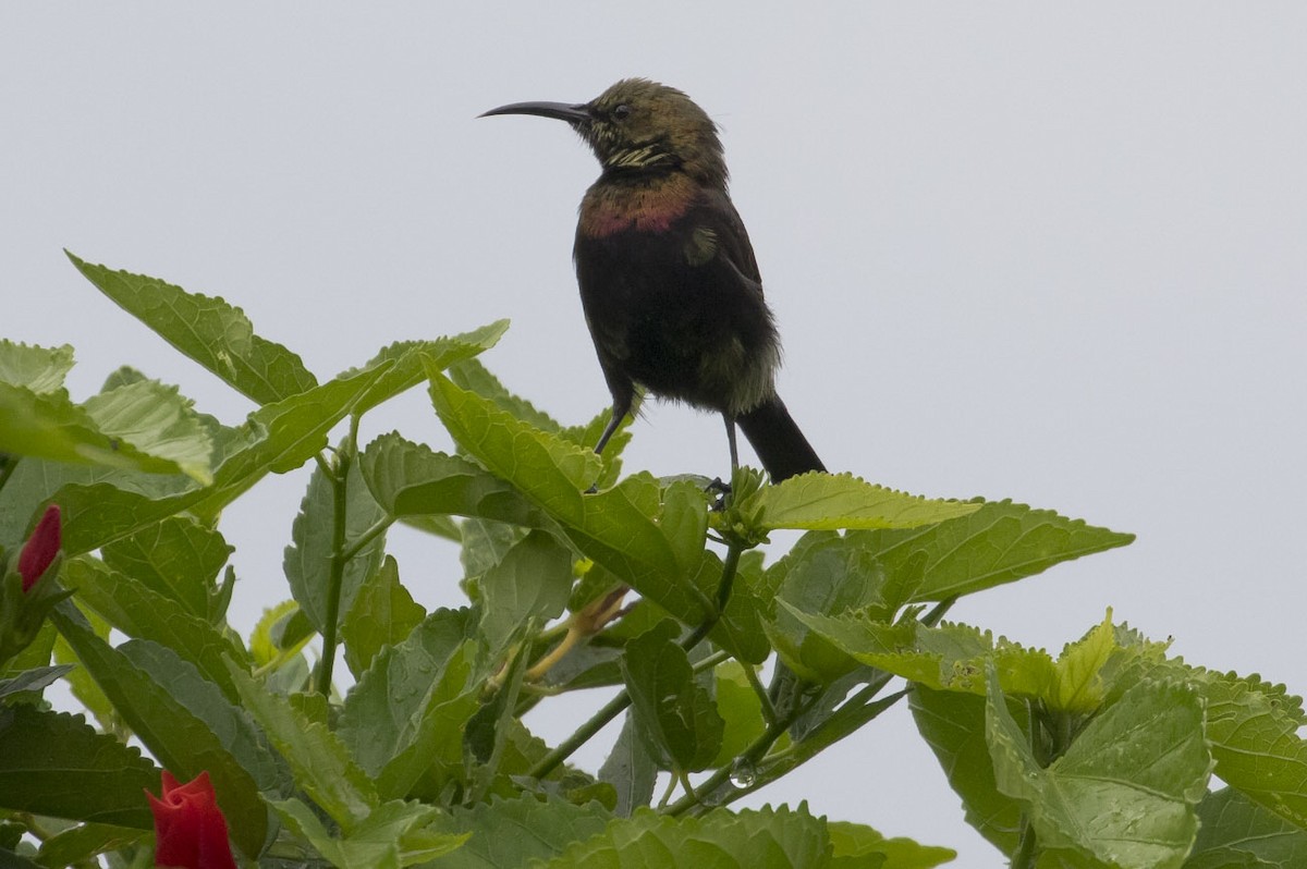 ブロンズタイヨウチョウ - ML85082071