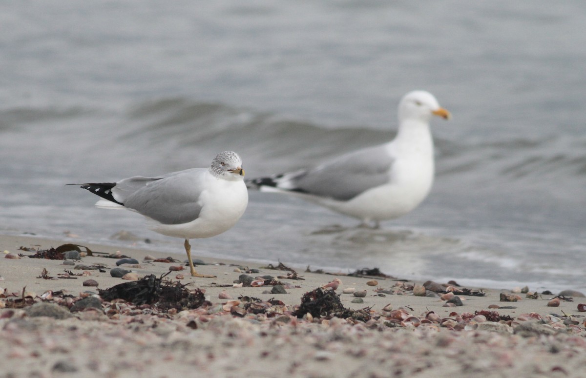 Ring-billed Gull - ML85082091