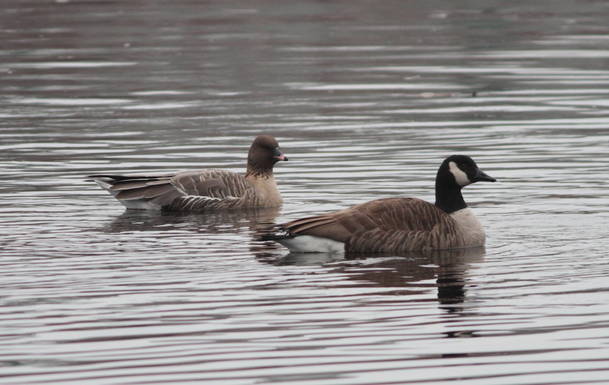 Pink-footed Goose - Marshall Iliff