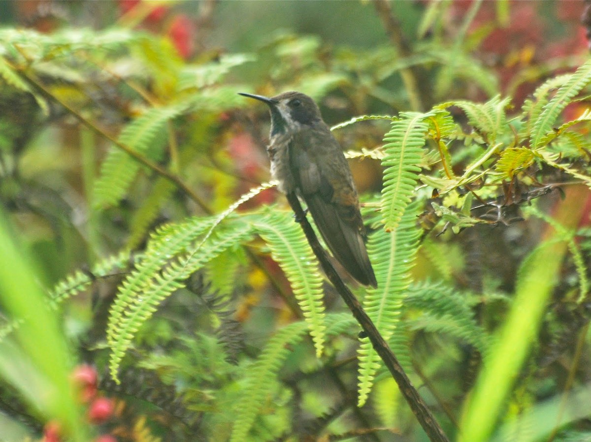 kolibřík fialovouchý - ML85082741
