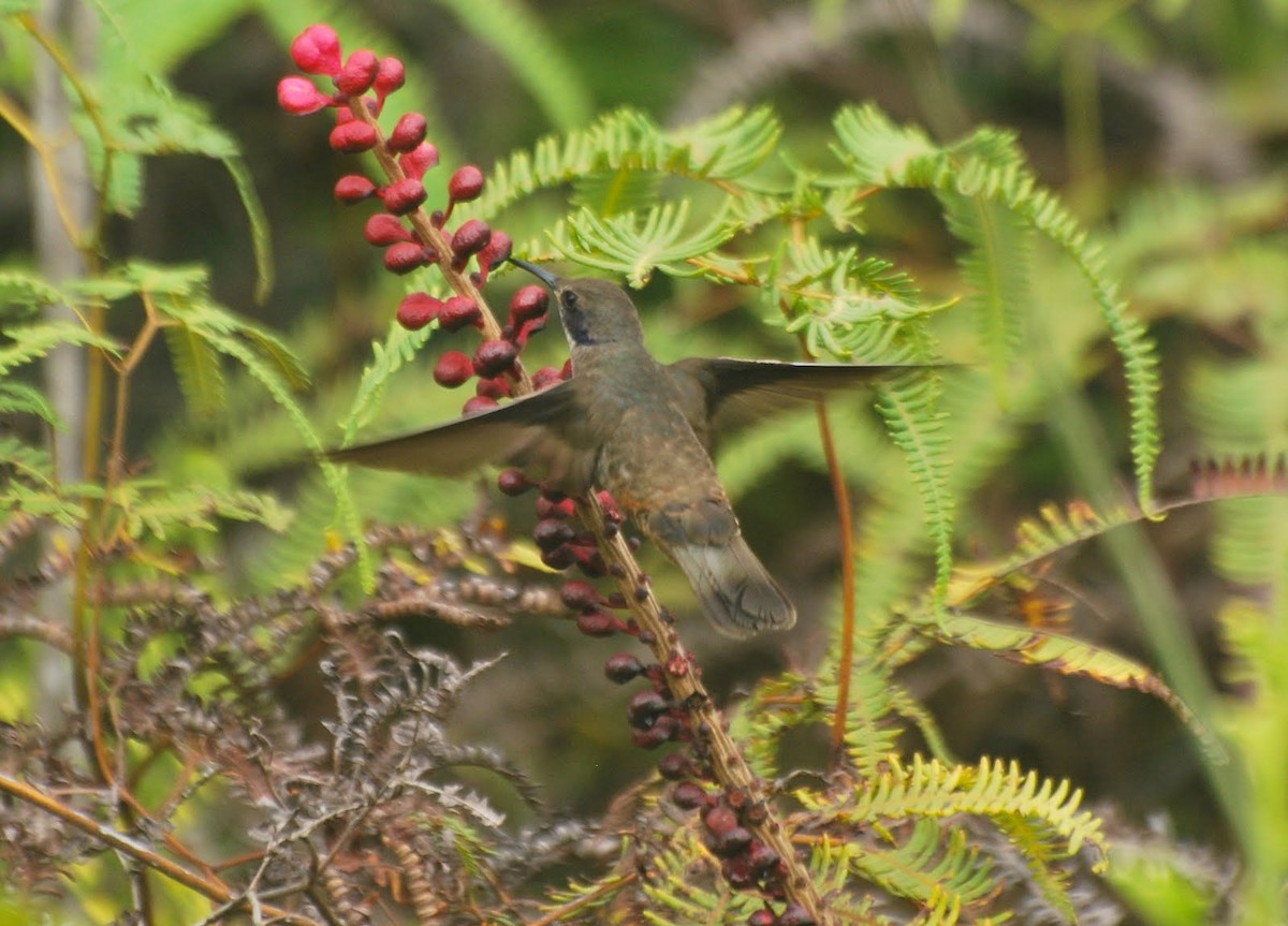 kolibřík fialovouchý - ML85082761