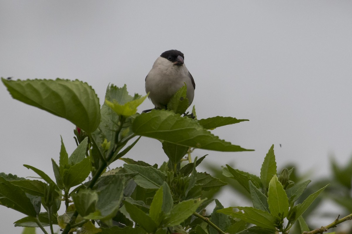 Black-crowned Waxbill - ML85082771