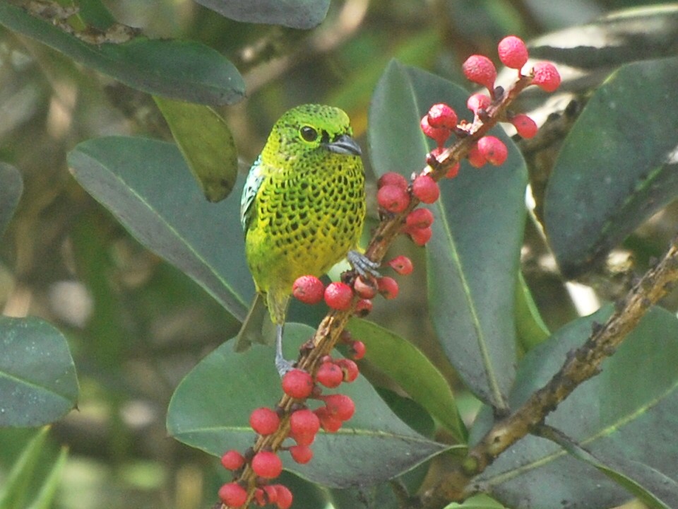 Yellow-bellied Tanager - ML85083161