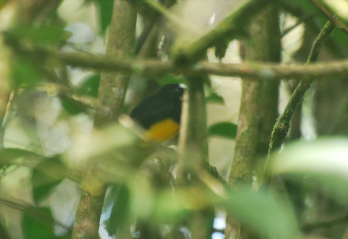 Orange-bellied Manakin - ML85084391