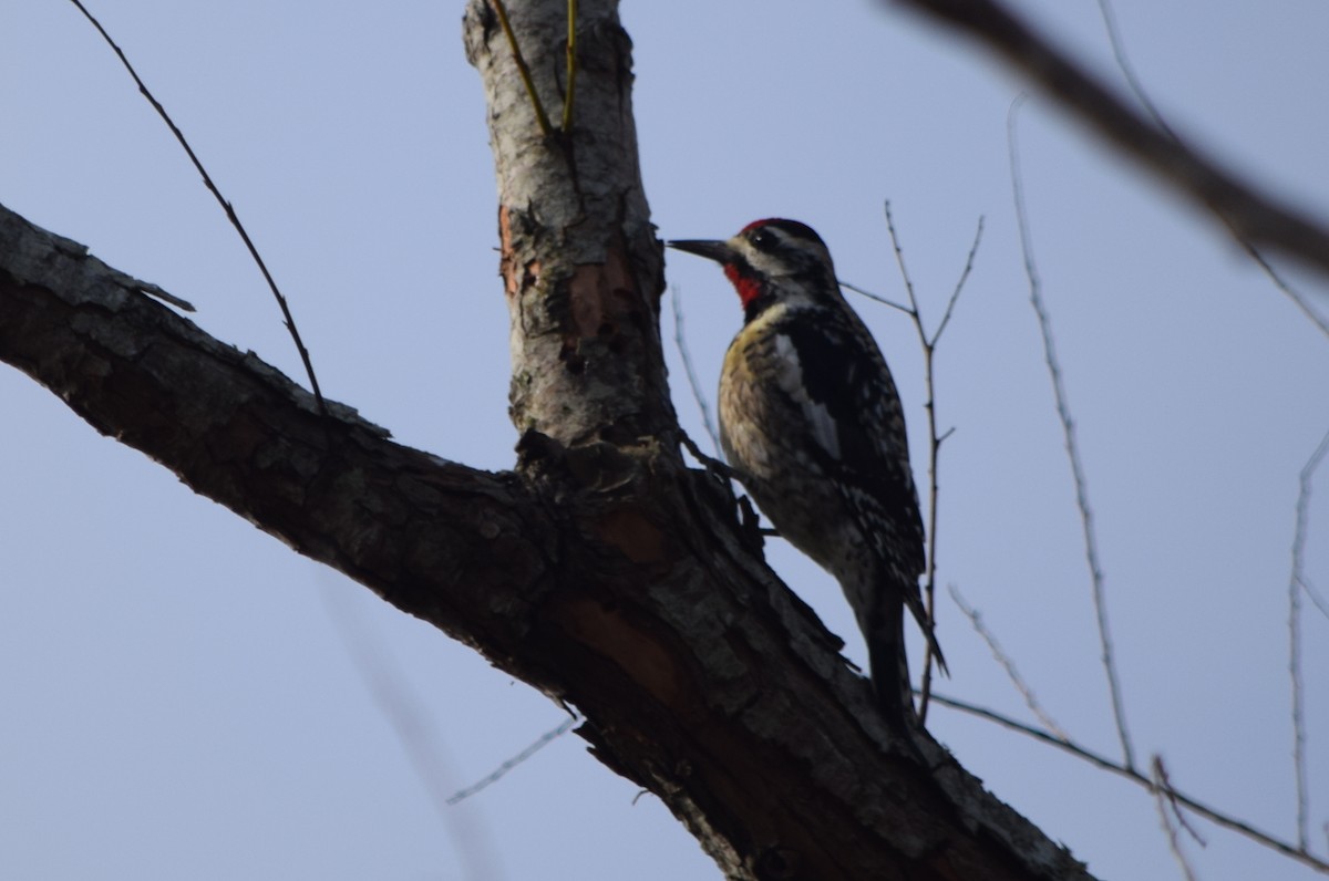 Yellow-bellied Sapsucker - Marcie Ronken