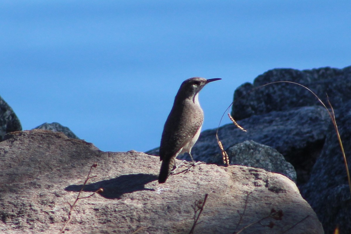 Rock Wren - ML85085491