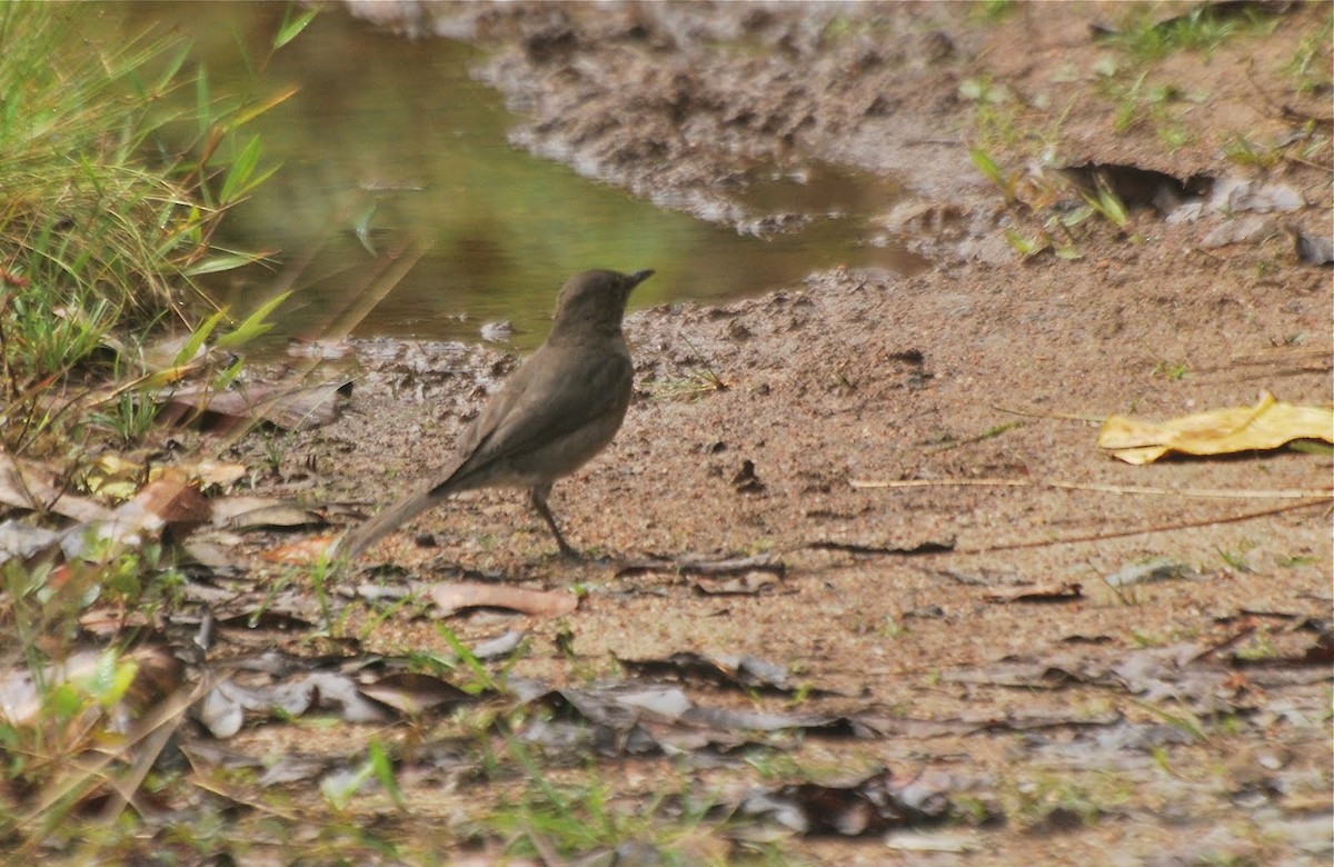 Pantepui Thrush - ML85085821