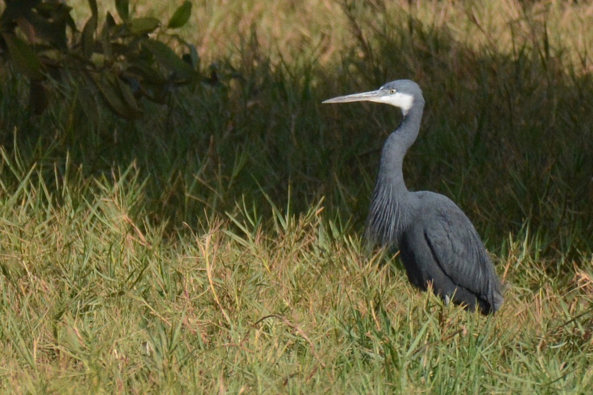 Western Reef-Heron - ML85086151