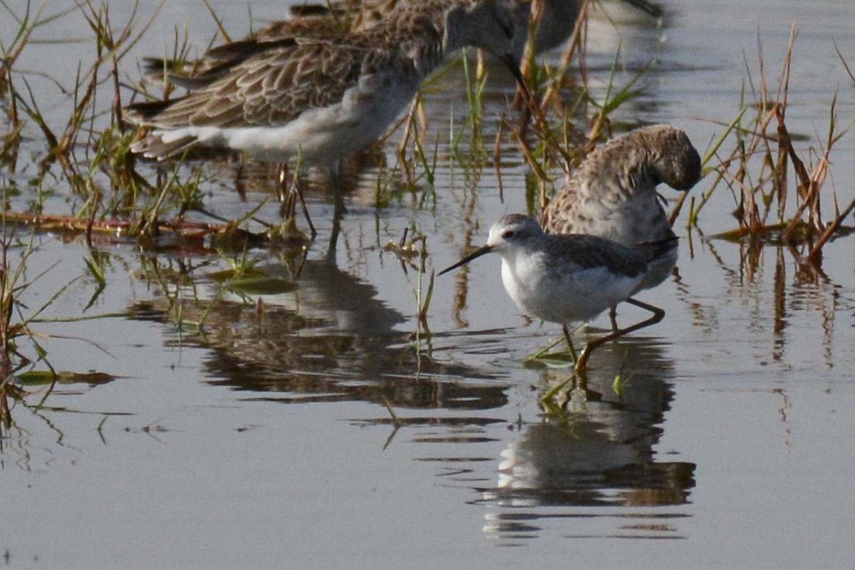 Marsh Sandpiper - ML85086261