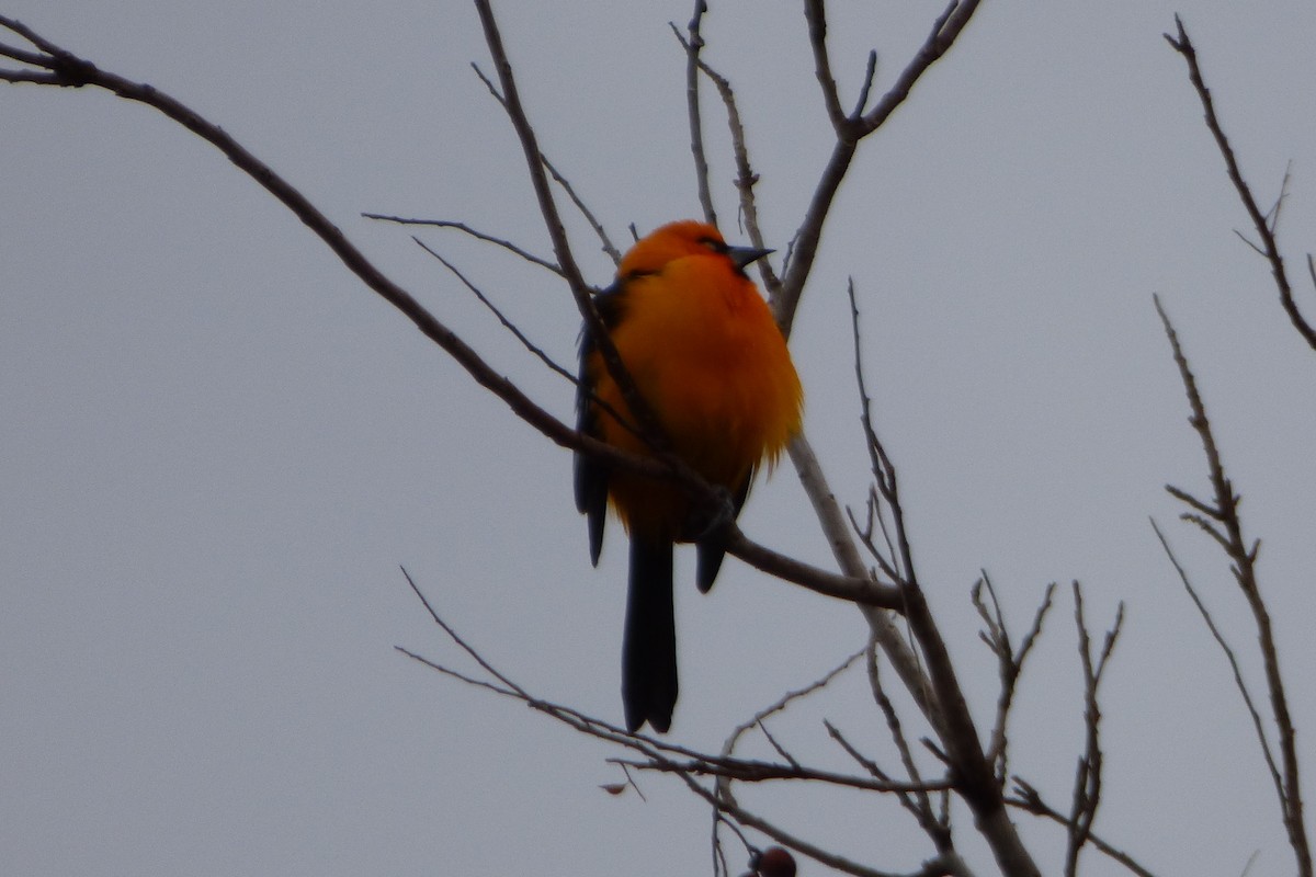 Altamira Oriole - Marcie Ronken