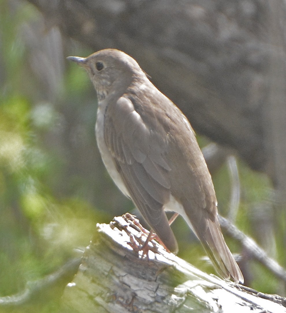 Gray-cheeked Thrush - ML85087691