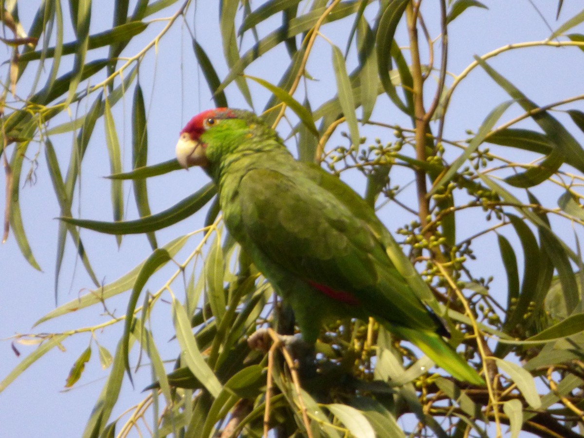Red-crowned Parrot - Marcie Ronken