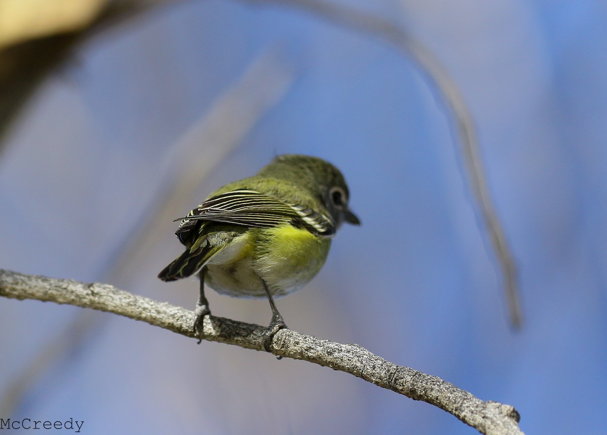 Cassin's Vireo - ML85089751