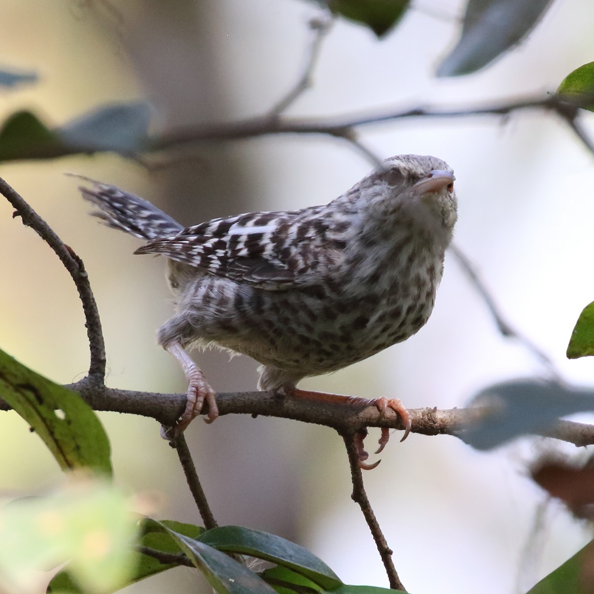 Fasciated Wren - ML85090371