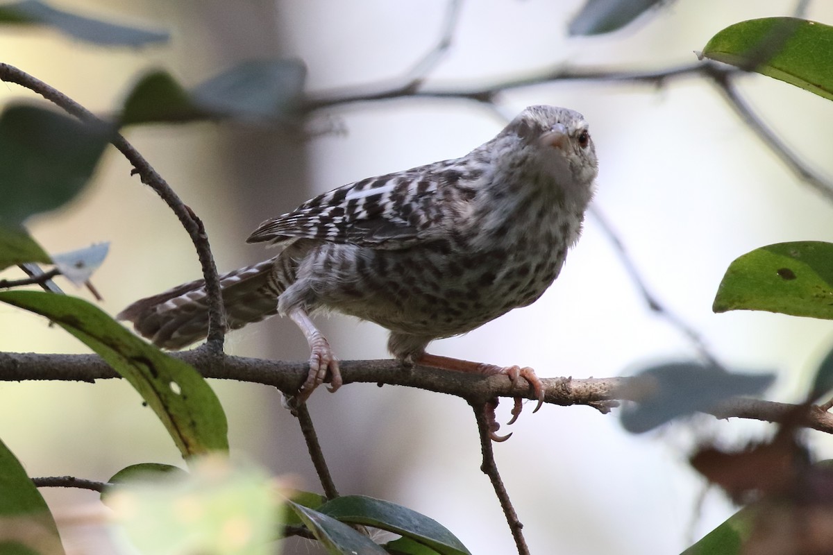 Fasciated Wren - ML85090531