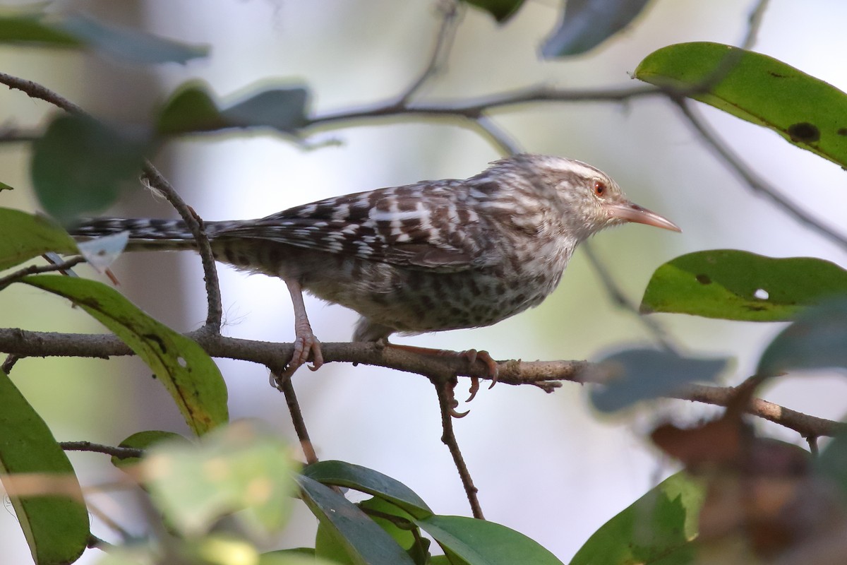 Fasciated Wren - ML85090551