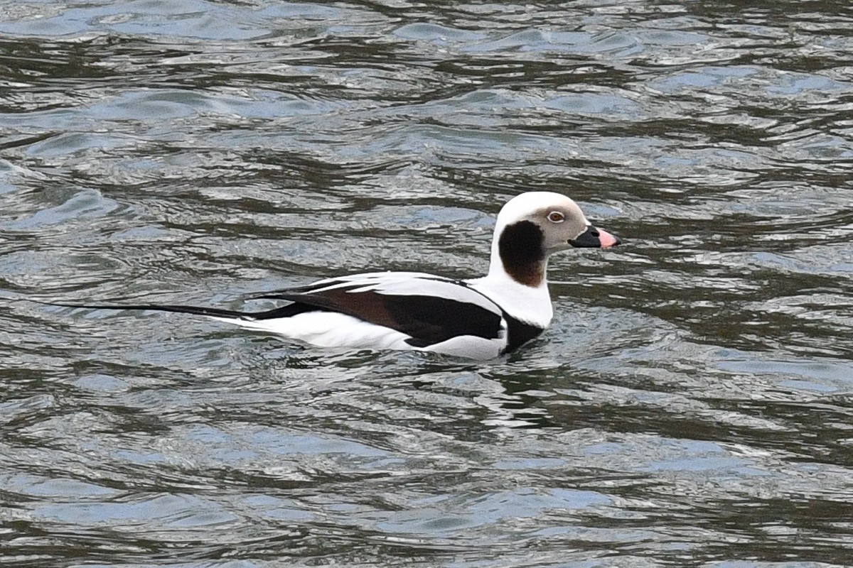 Long-tailed Duck - ML85090721