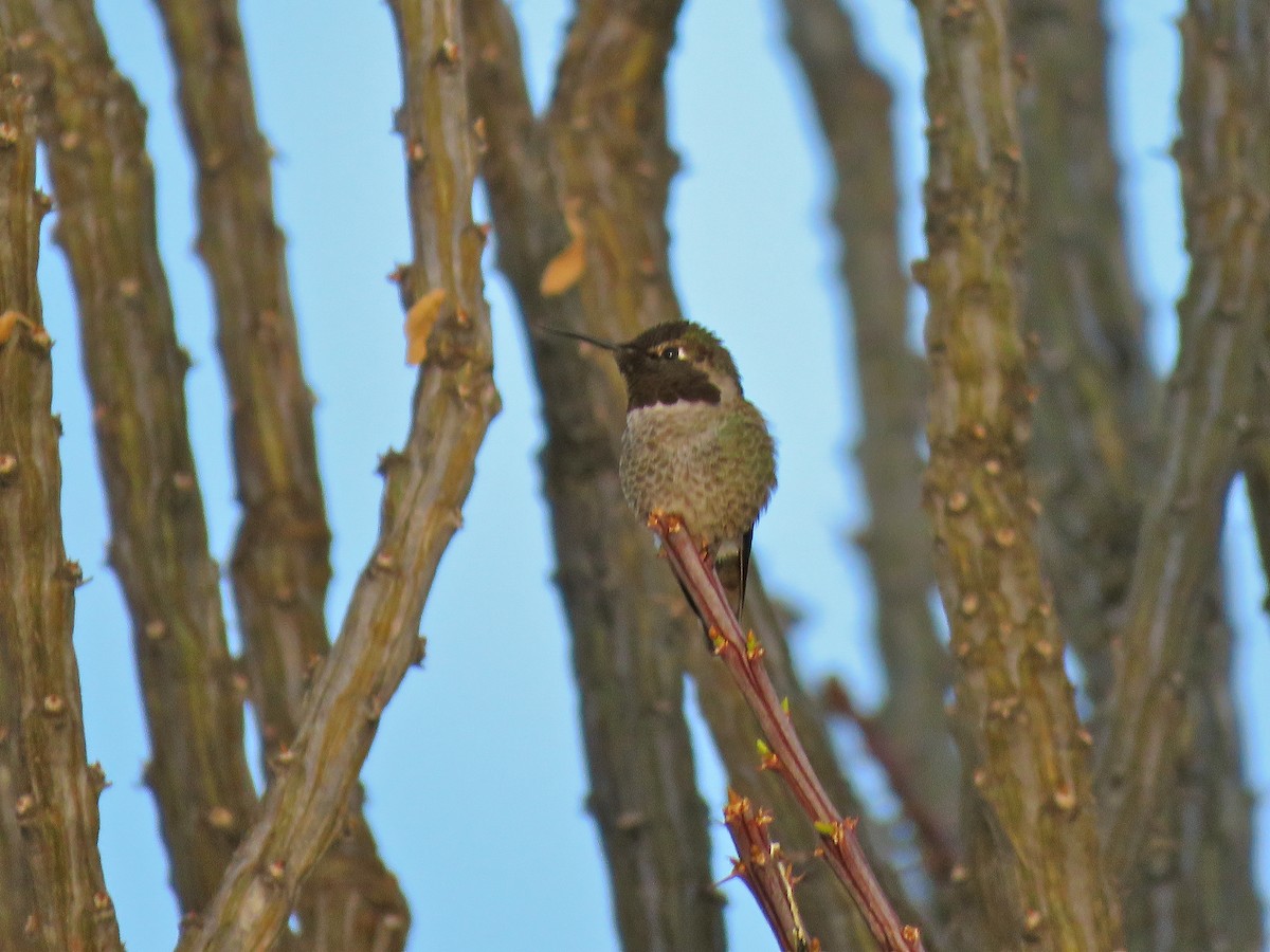 Anna's Hummingbird - Benjamin Murphy