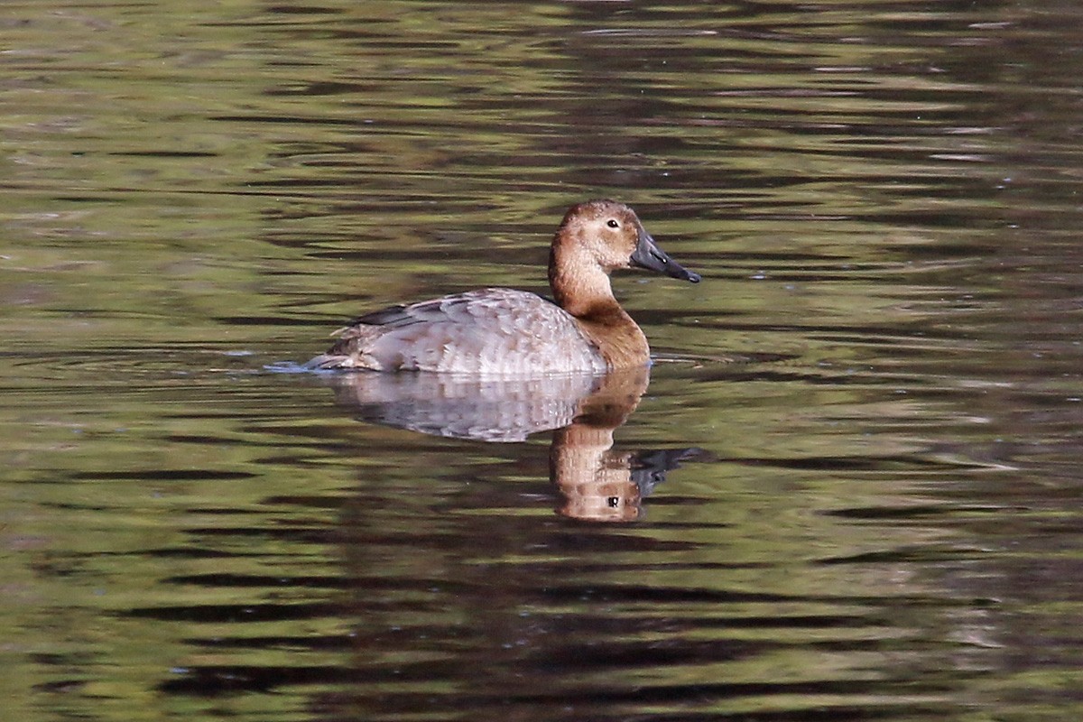 Canvasback - Richard Fray