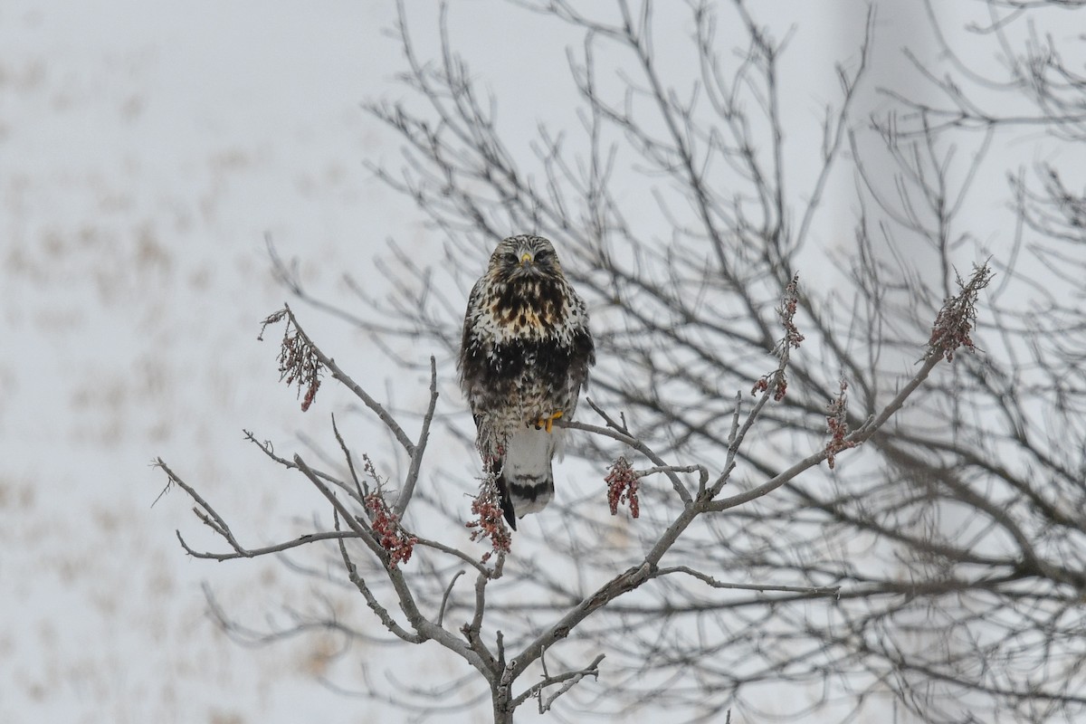 Rough-legged Hawk - ML85092051