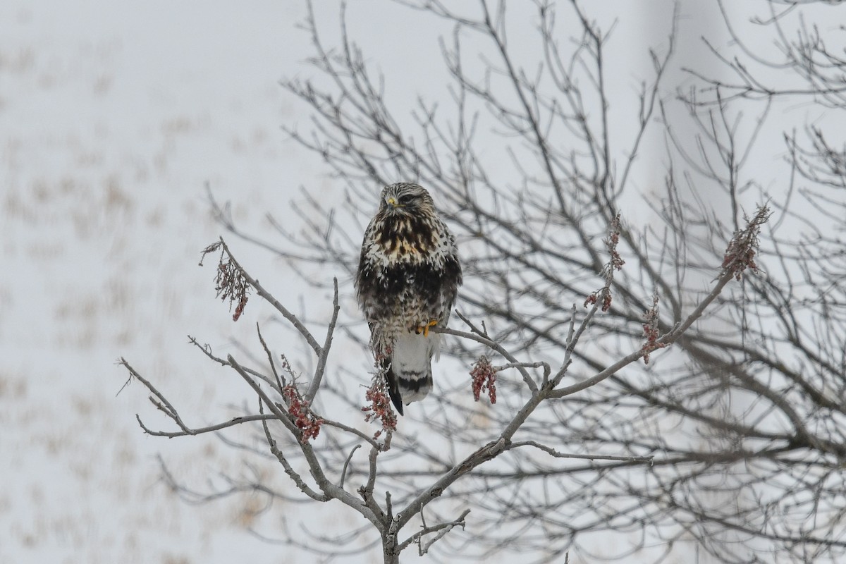 Rough-legged Hawk - ML85092101