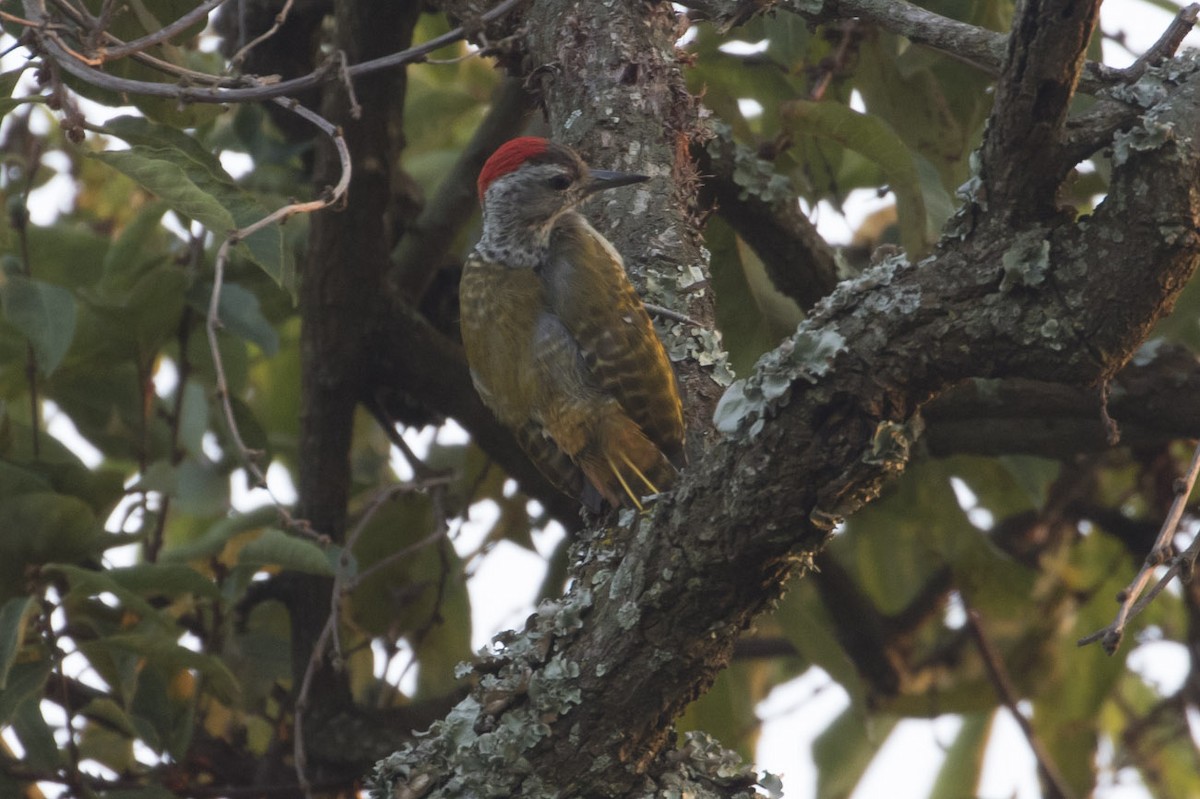 Speckle-breasted Woodpecker - ML85092131