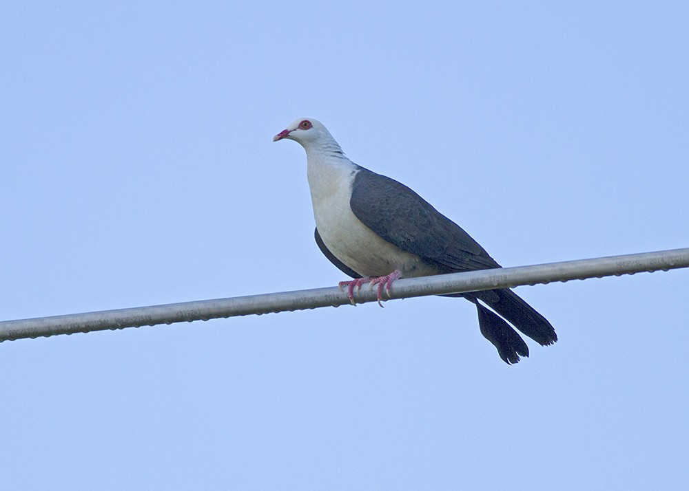 White-headed Pigeon - ML85092301
