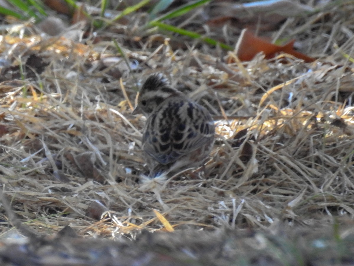 Rustic Bunting - Anonymous