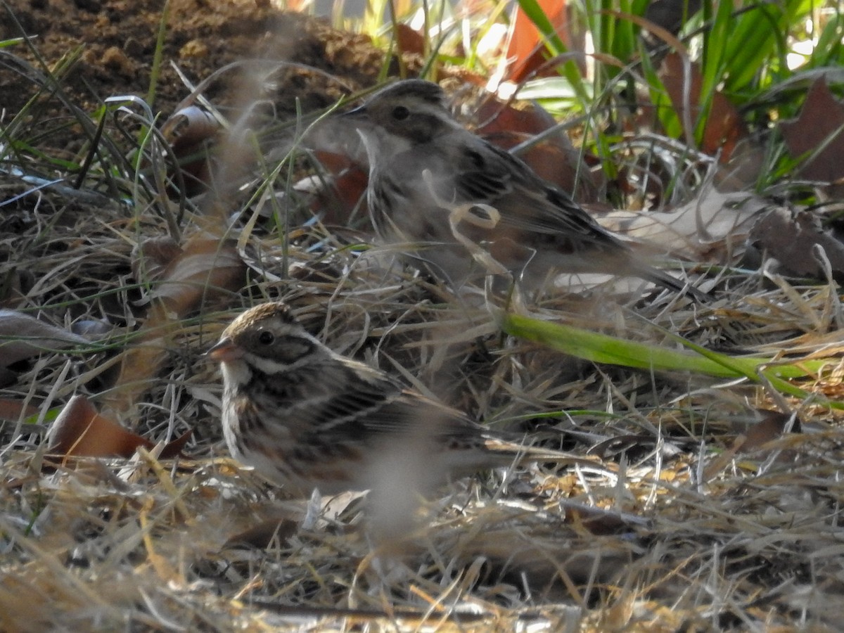 Rustic Bunting - Anonymous