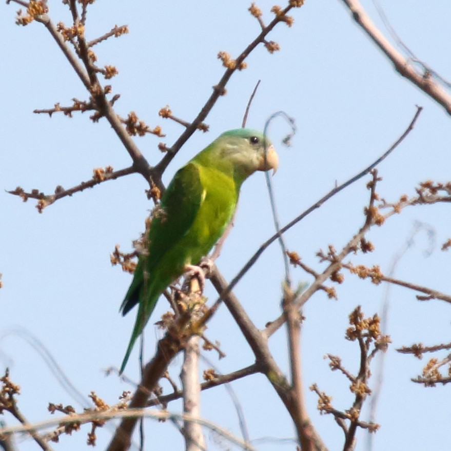 Gray-cheeked Parakeet - Douglas Faulder