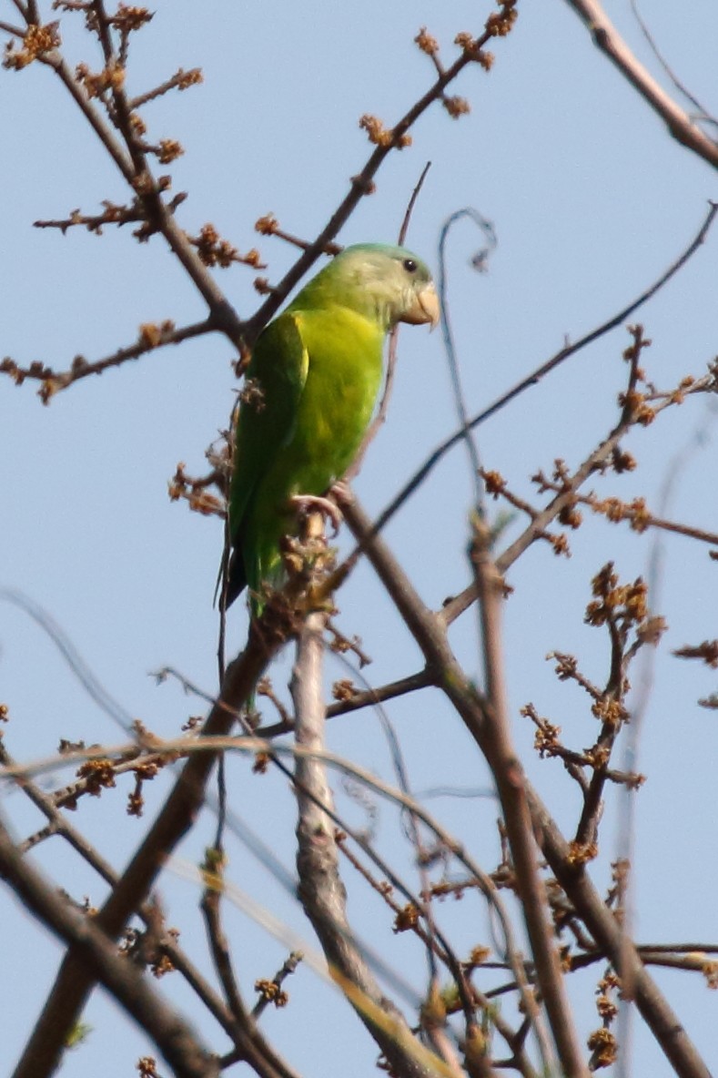 Gray-cheeked Parakeet - Douglas Faulder