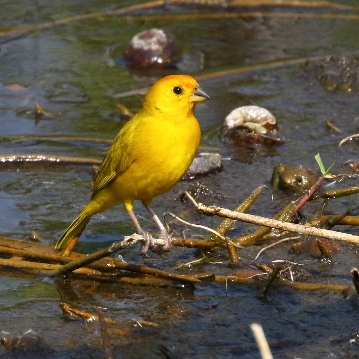 Saffron Finch - ML85092611