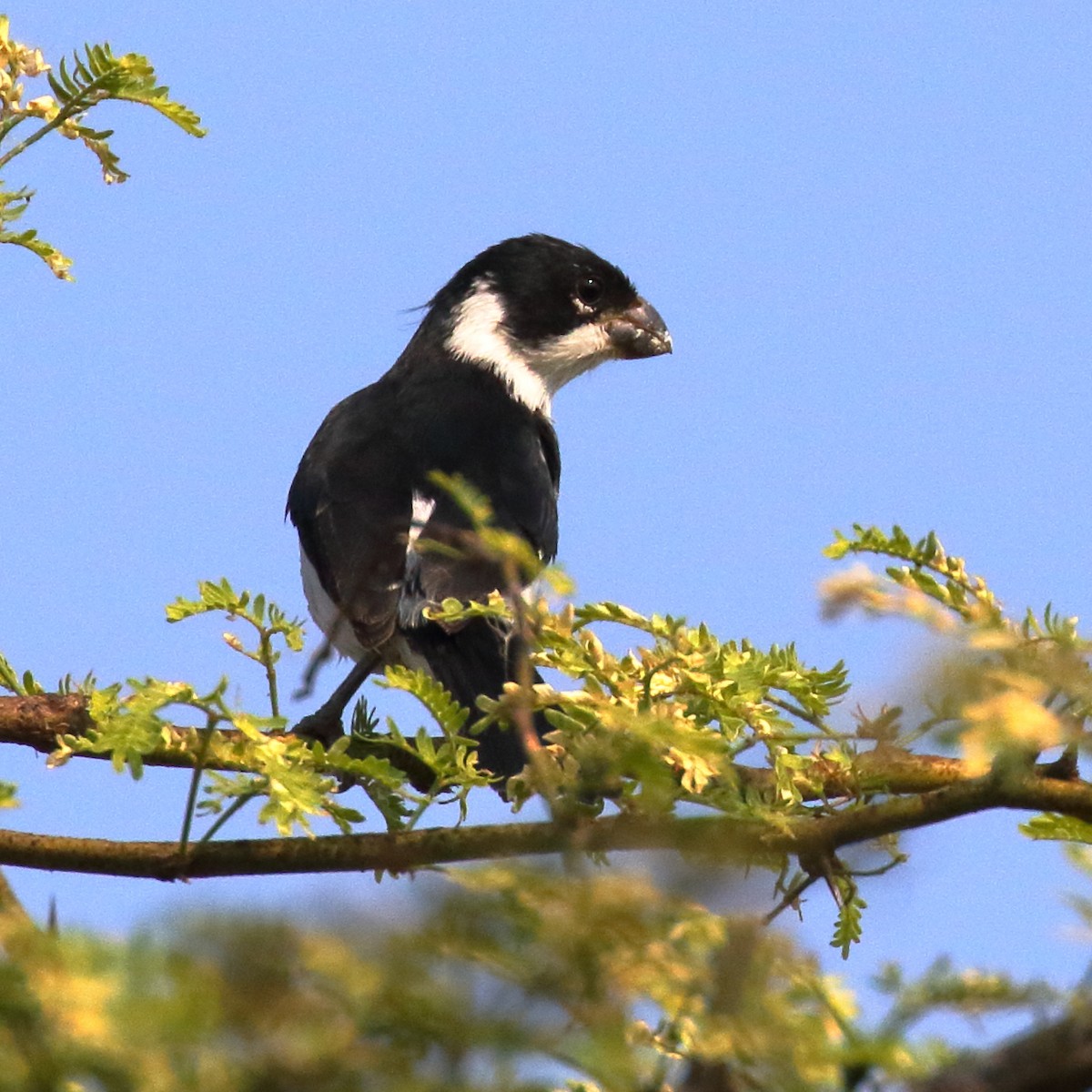 Variable Seedeater - ML85092651