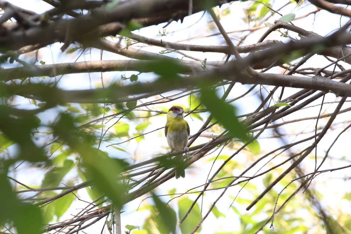 Rufous-browed Peppershrike - Douglas Faulder