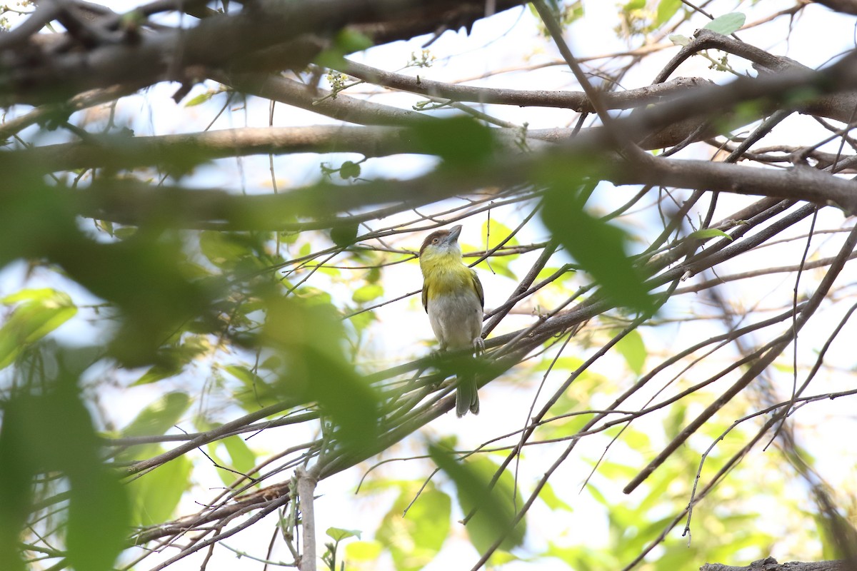 Rufous-browed Peppershrike - ML85093041