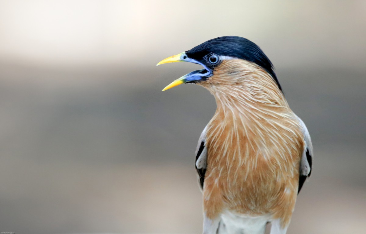 Brahminy Starling - ML85093901