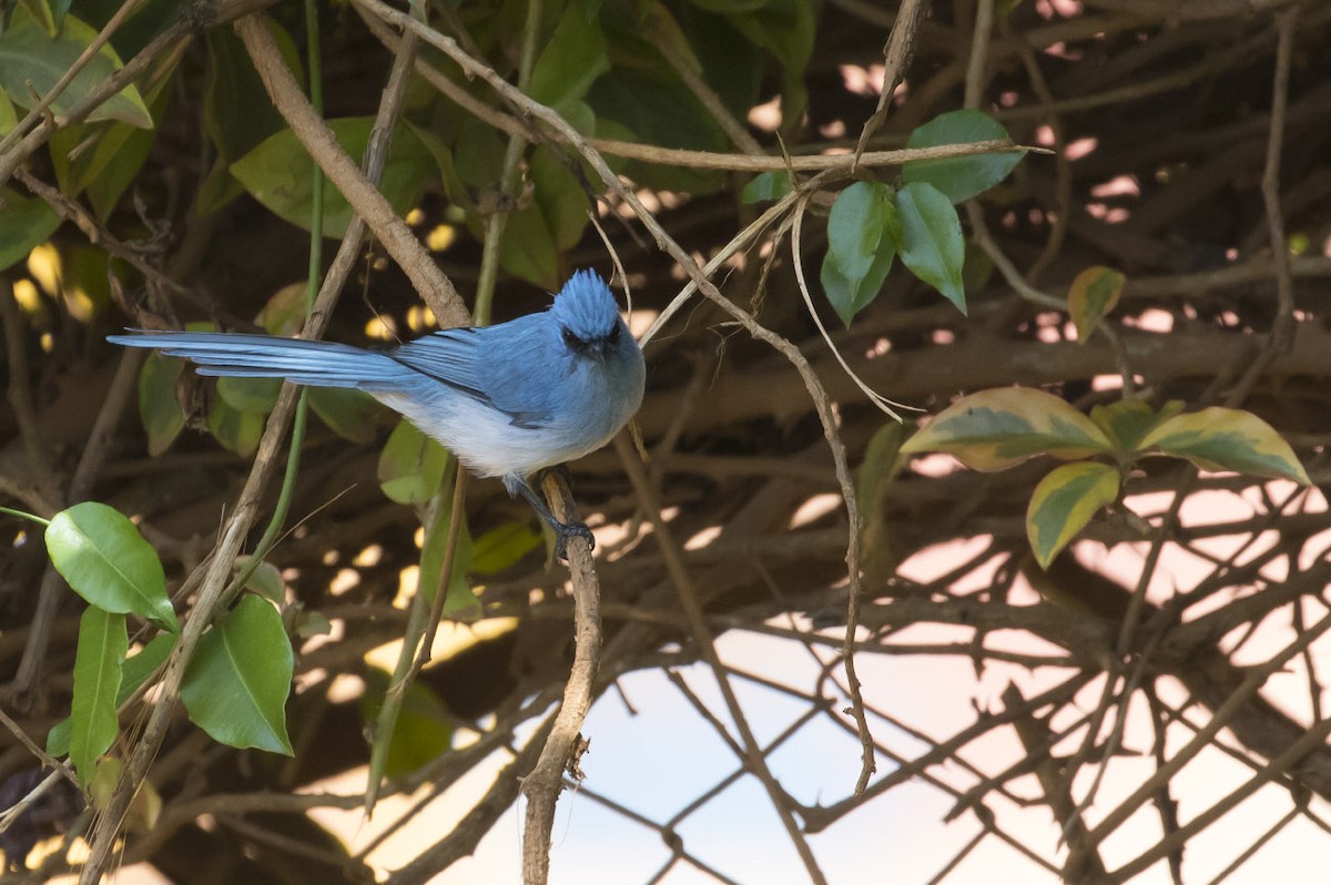 African Blue Flycatcher - Michael Todd