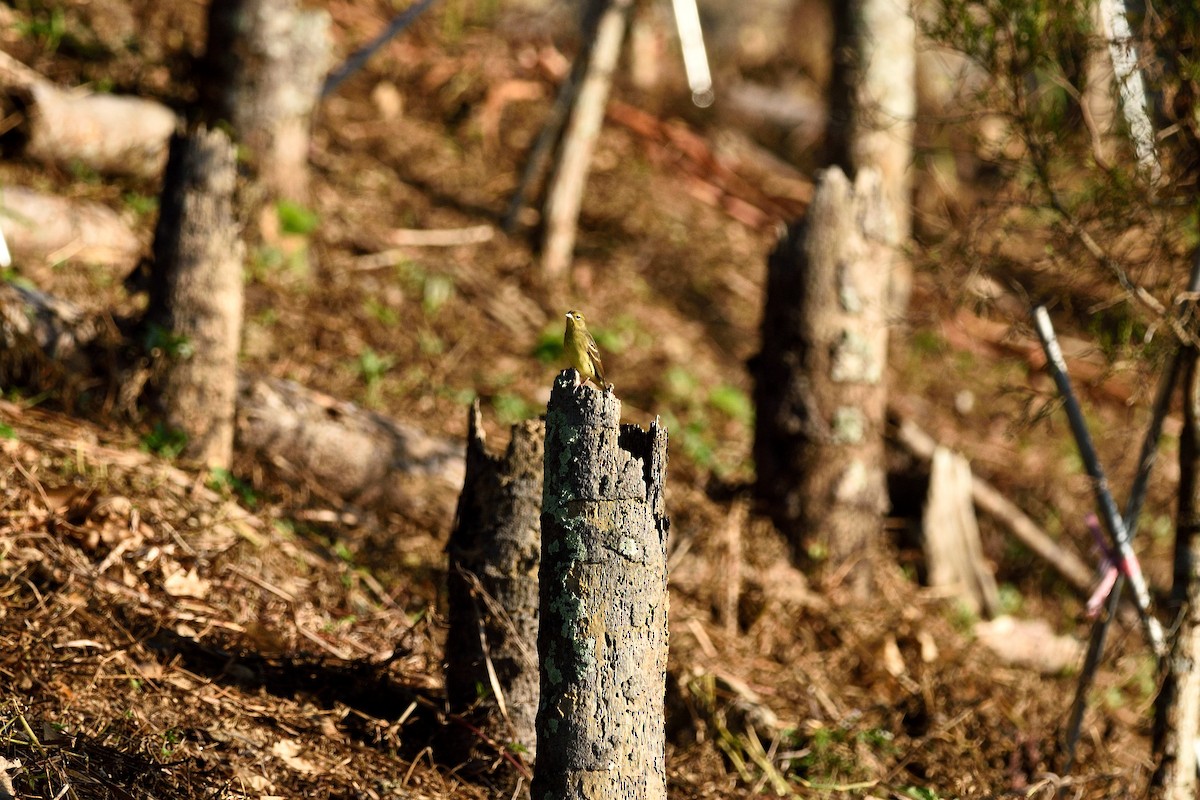 Yellow Bunting - ML85094751
