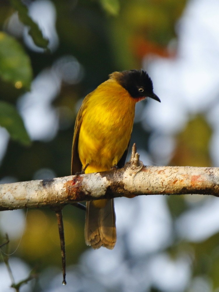 Flame-throated Bulbul - ML85095261