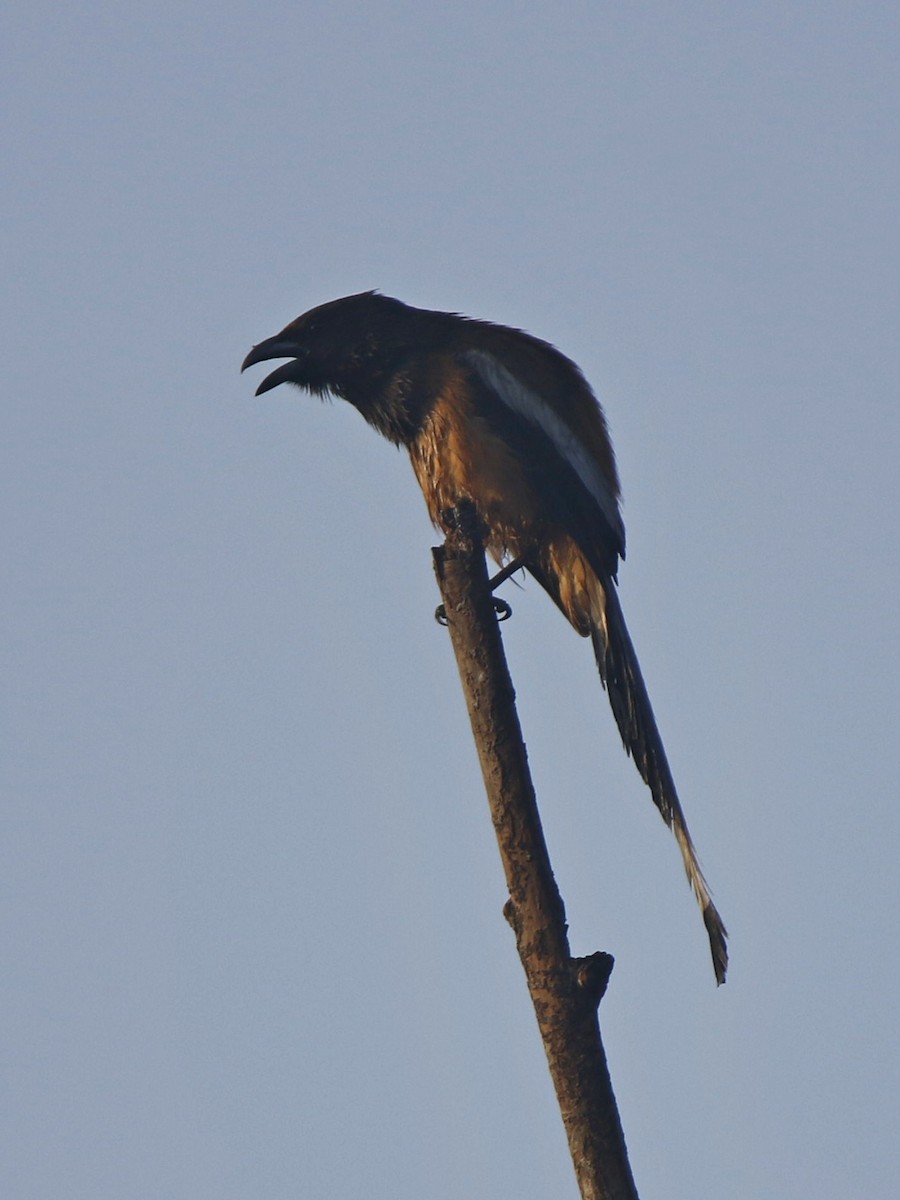 Rufous Treepie - ML85095301