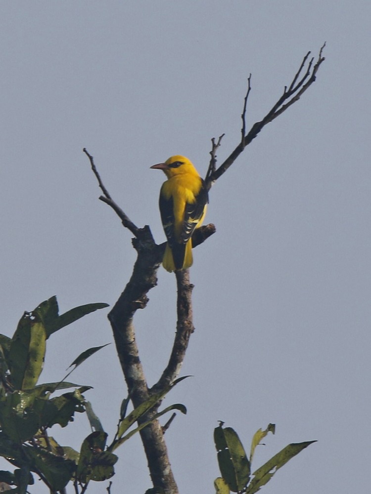 Indian Golden Oriole - ML85095341