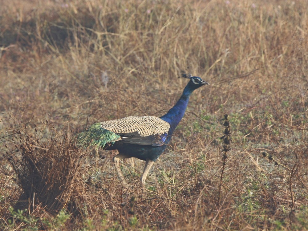 Indian Peafowl - ML85095411