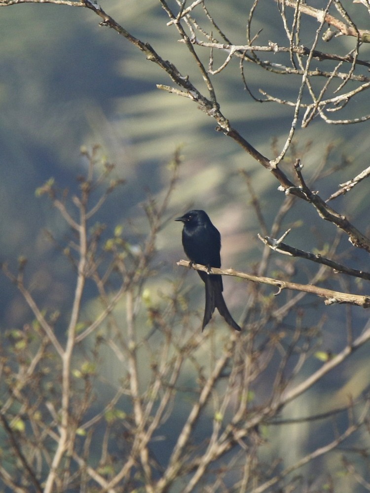 Black Drongo - ML85095451