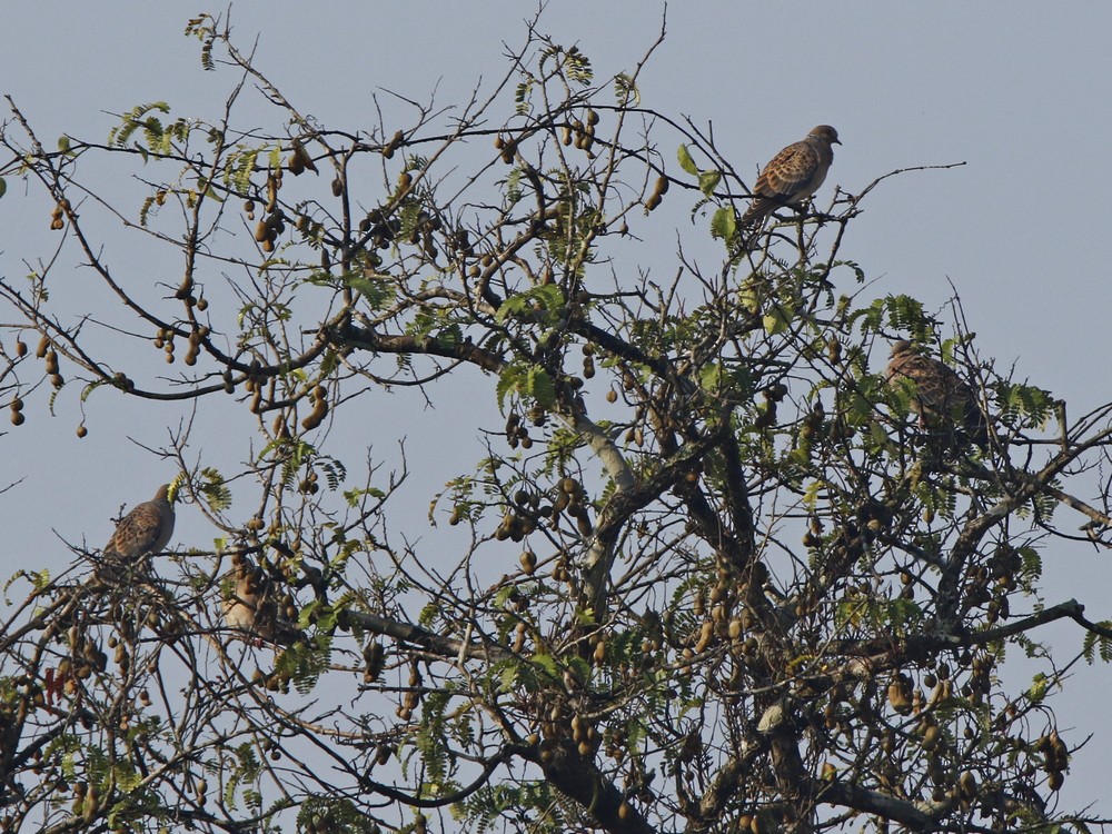 Oriental Turtle-Dove - ML85095461