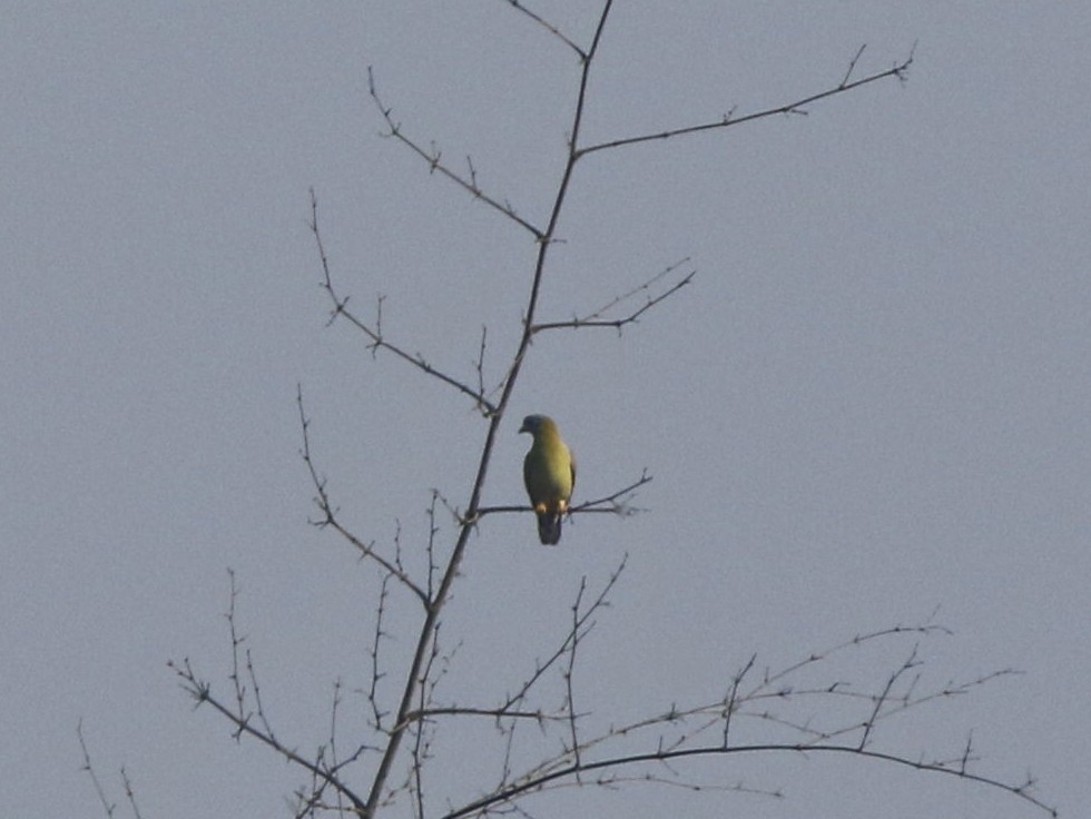 Yellow-footed Green-Pigeon - Subhadra Devi