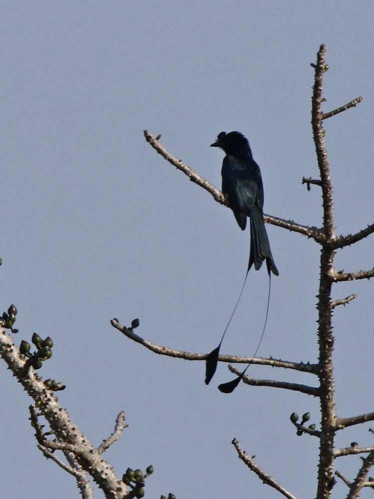 Greater Racket-tailed Drongo - ML85095521
