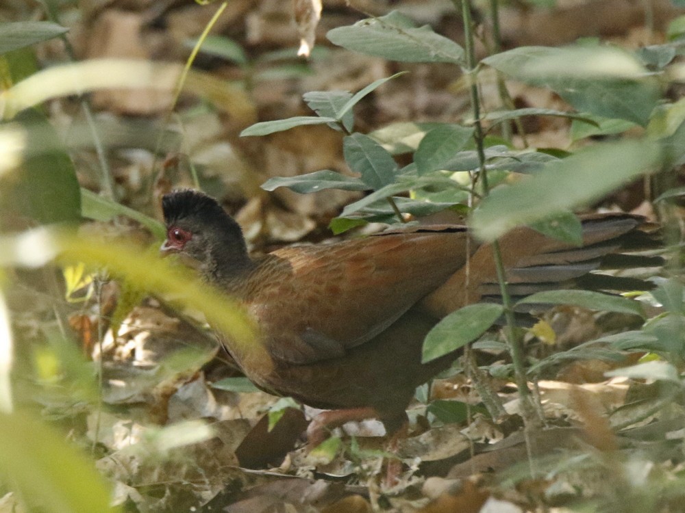 Red Spurfowl - ML85095581