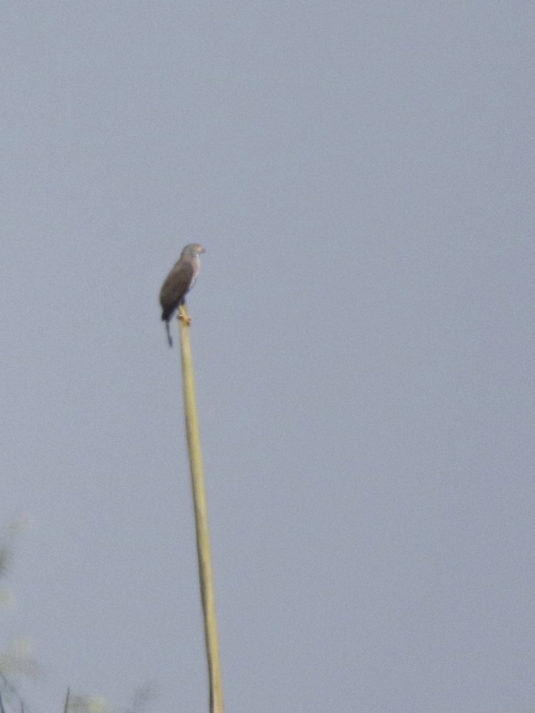 Crested Goshawk - ML85095641