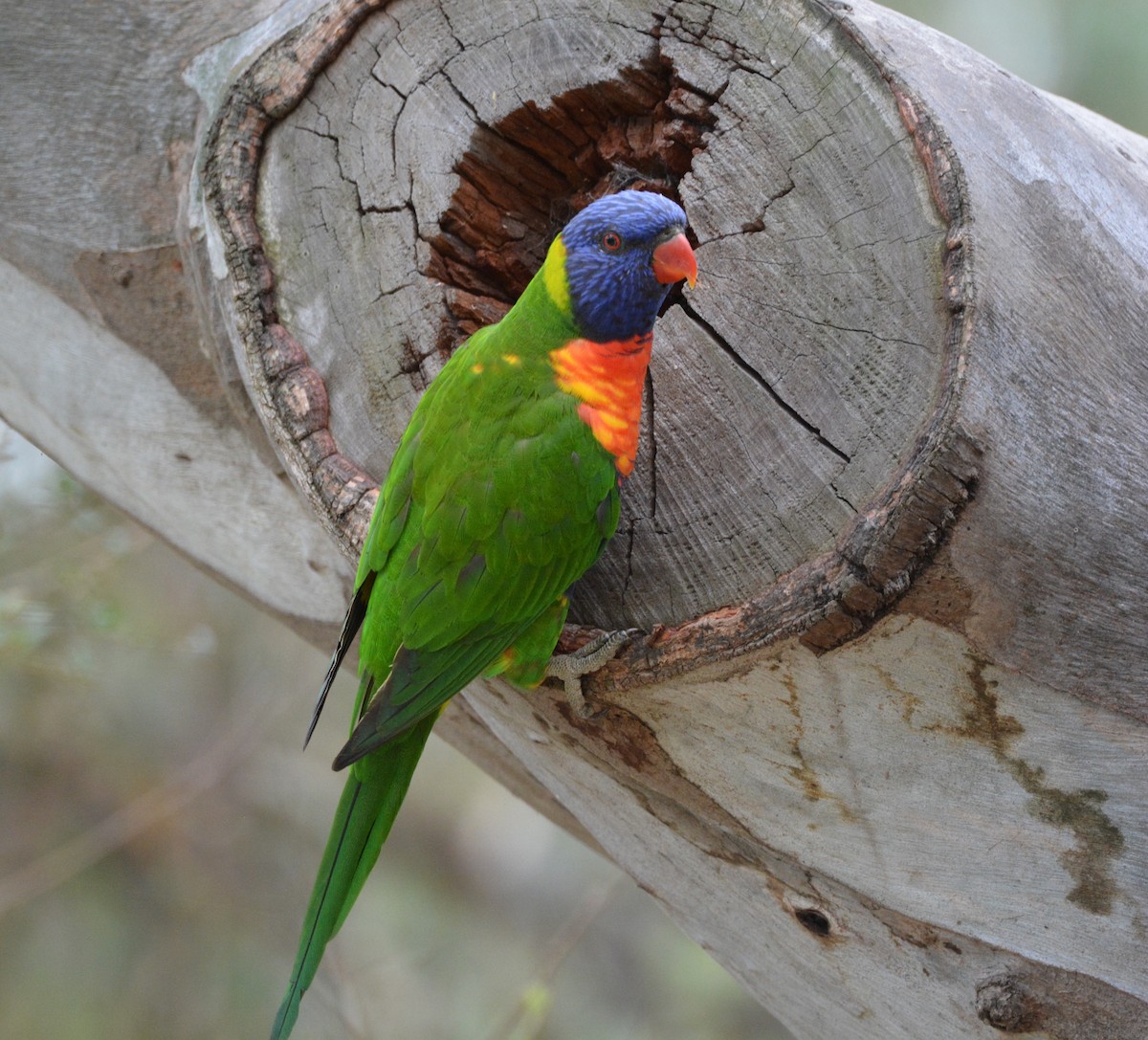 Rainbow Lorikeet - ML85099121
